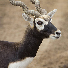 blackbuck sm