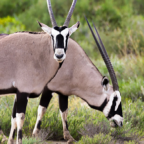 gemsbok sm