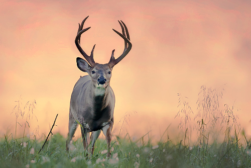 whitetail 1